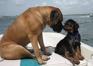 Hannibal and Sugar Bear touch noses